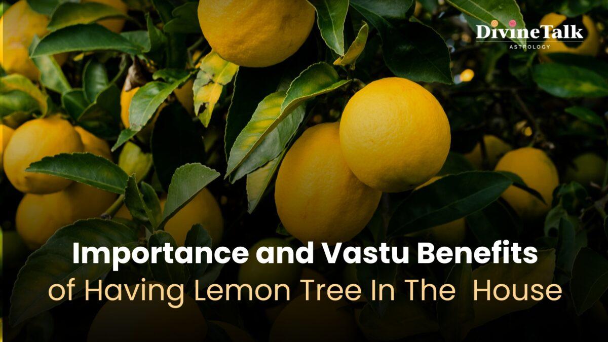 Importance and Vastu Benefits of Lemon Tree In The House