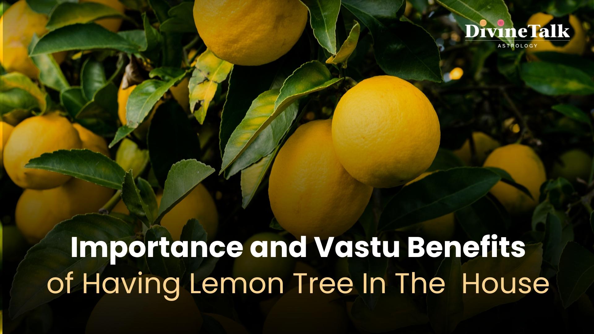 Importance and Vastu Benefits of Lemon Tree In The House
