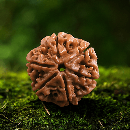 6 Mukhi Rudraksha