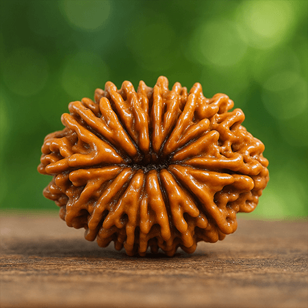 14 Mukhi Rudraksha