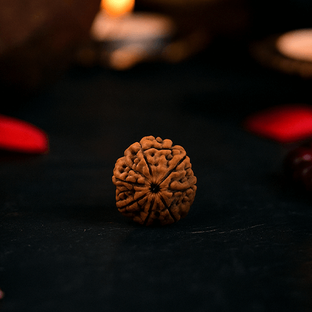 7 Mukhi Rudraksha