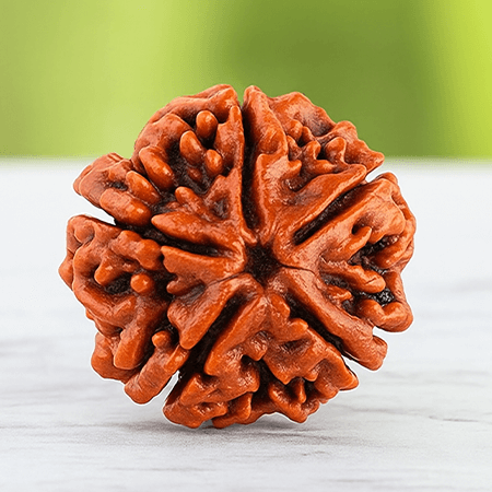 5 Mukhi Rudraksha