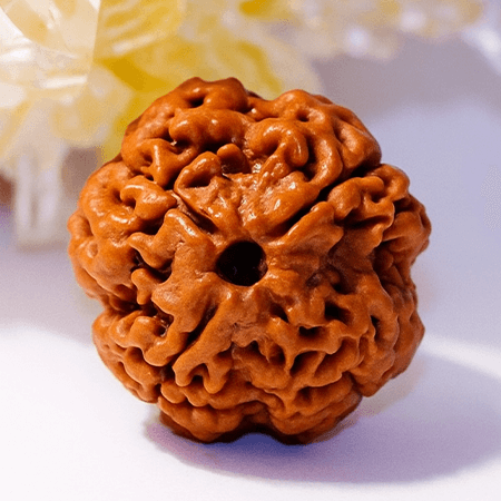 4 Mukhi Rudraksha