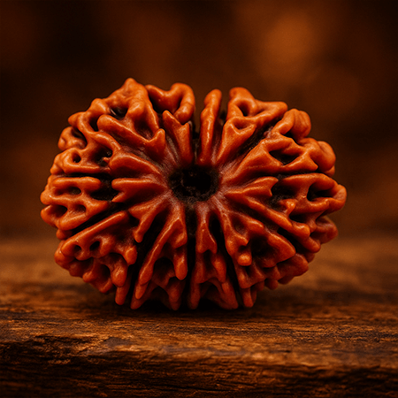 13 Mukhi Rudraksha