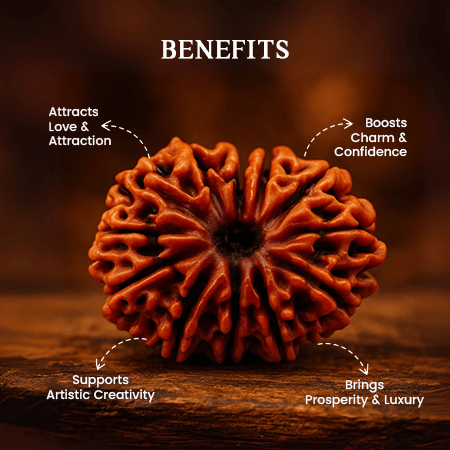 13 Mukhi Rudraksha