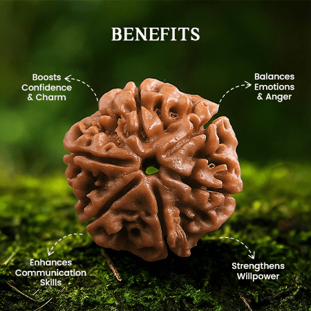 6 Mukhi Rudraksha