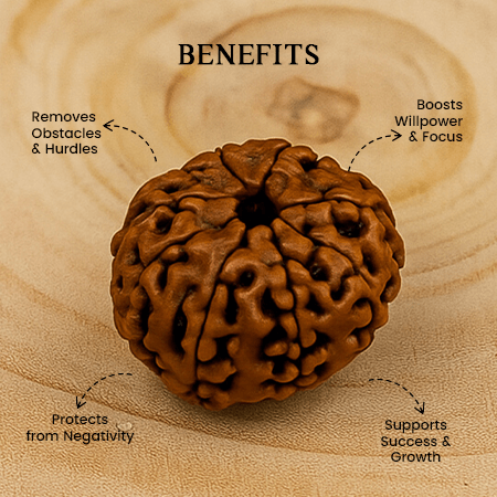 8 Mukhi Rudraksha