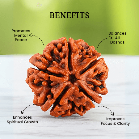5 Mukhi Rudraksha