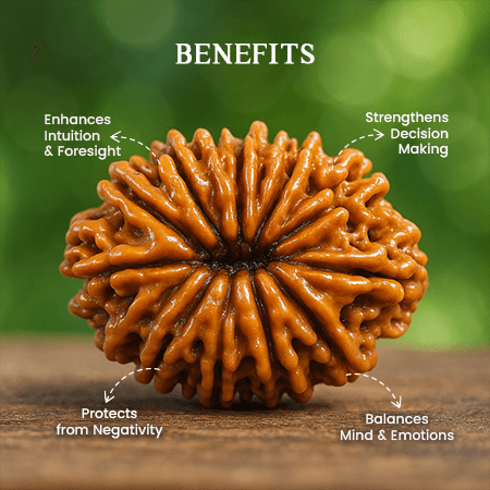 14 Mukhi Rudraksha