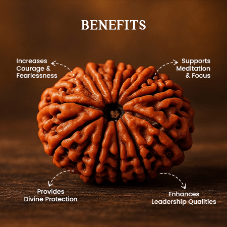 11 Mukhi Rudraksha