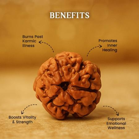 3 Mukhi Rudraksha
